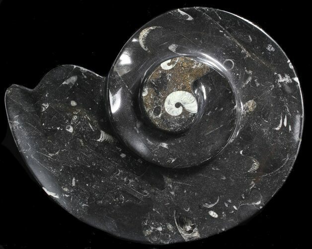 Ammonite Shaped With Orthoceras & Goniatite Fossils #39128
